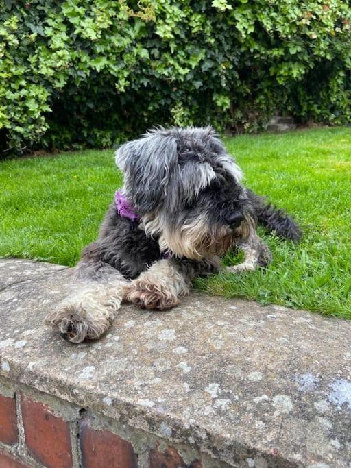 Award winning pet friendly paddock cottage Whitby Exteriör bild